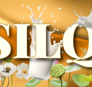 MySILQi – Tej Helyett.